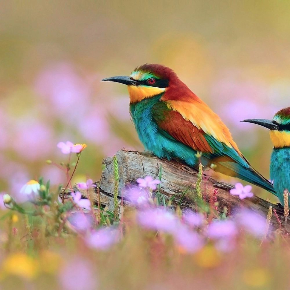 Colorful Bird with Abstract Background Mobile Case Cover - Image 2