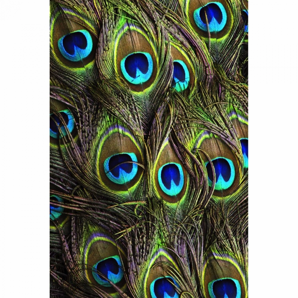 Beautiful Peocock Tail Mobile Case Cover - Image 2
