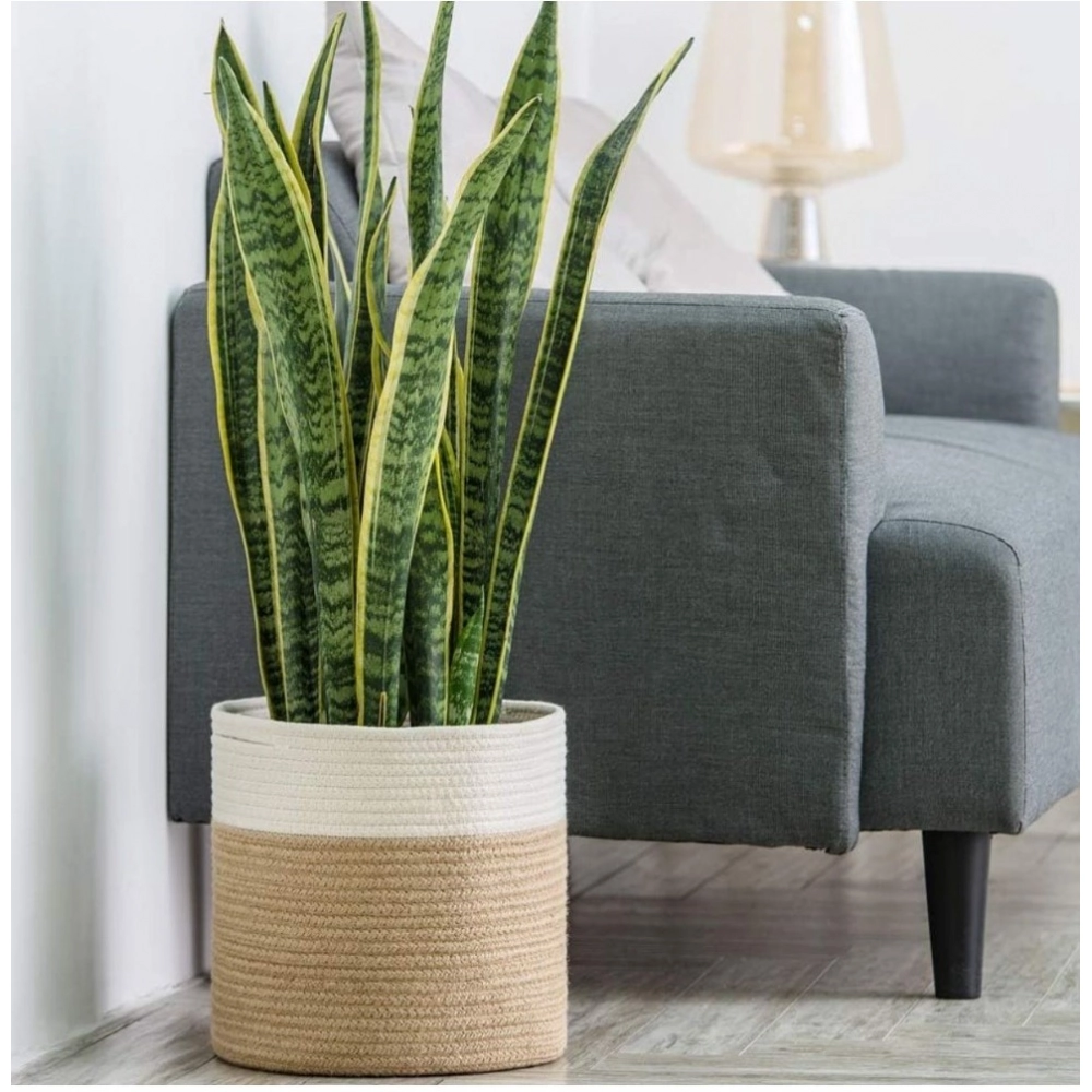 Cotton Large Woven Storage Basket 11x11 Inch Pack of 1 (Beige White) - Image 2