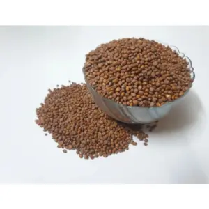 Radish White Microgreen Seeds – Quick Growing, Perfect for Home Gardening